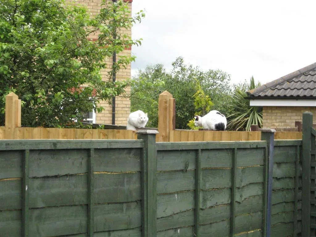 Charlie and marshall june 09